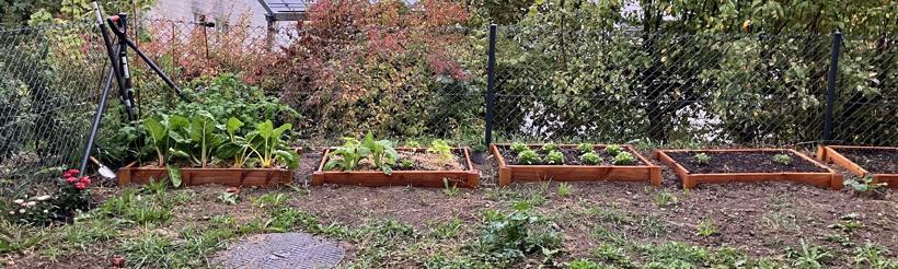 Raised vegetable beds with chard and lettuce