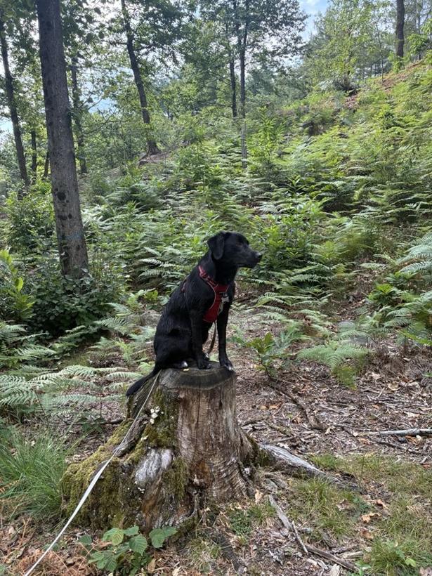 Neela sitting on a tree stump in a forest