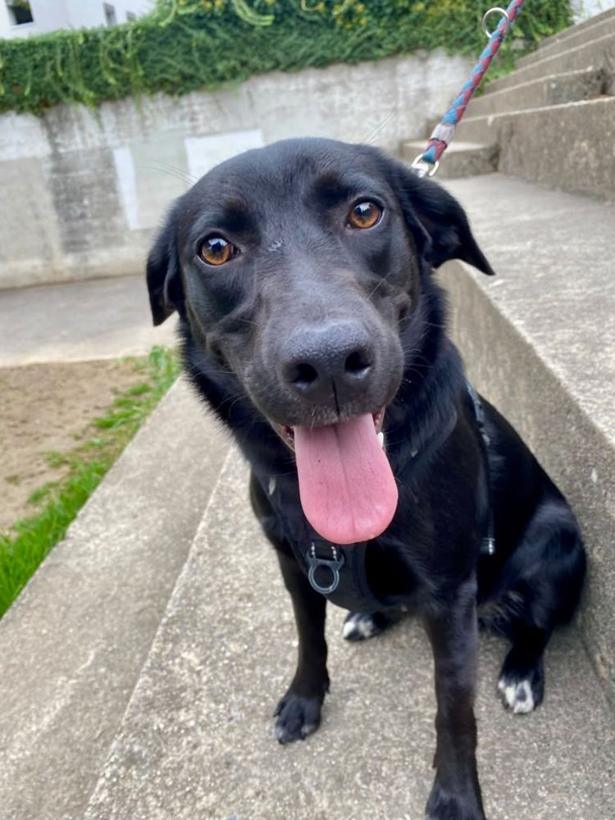 Neela, a black dog, smiling on stone steps